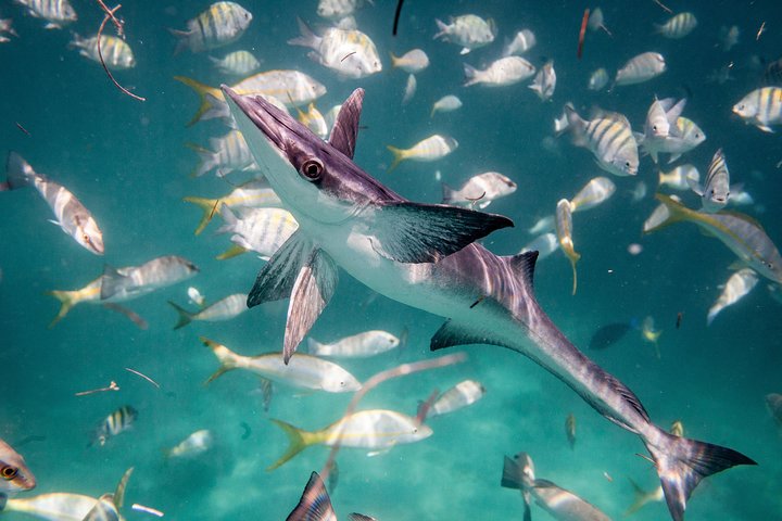 Icacos Deserted Island Catamaran, Snorkel, and Picnic Cruise