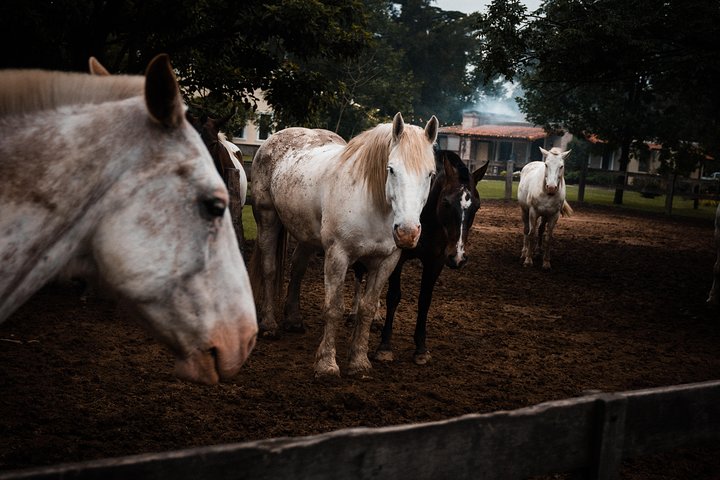 Excursão de um dia a uma fazenda de gaúchos em Buenos Aires