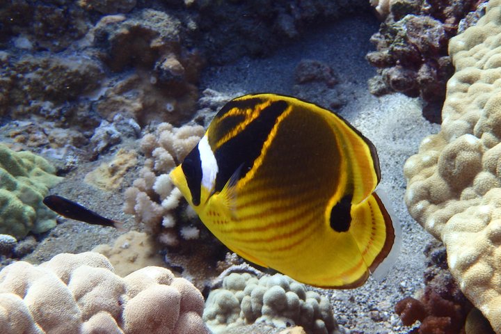 Maui Snorkling äventyr Från Ma'alaea hamnen till Molokini
