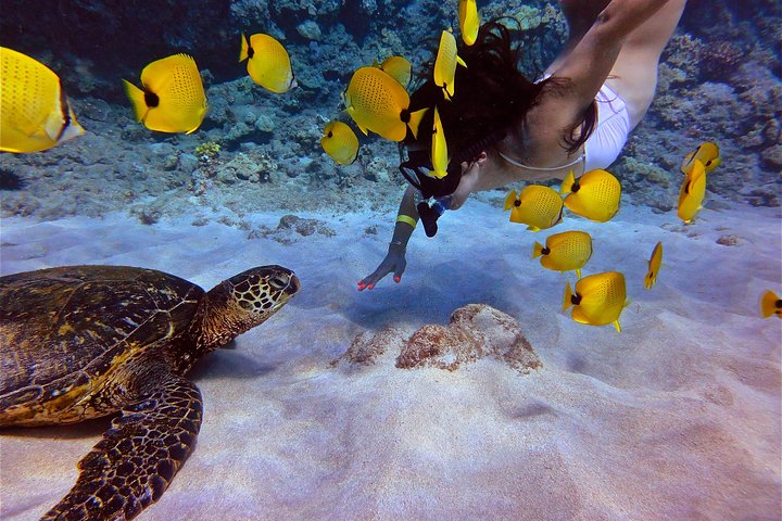 Maui Snorkling äventyr Från Ma'alaea hamnen till Molokini