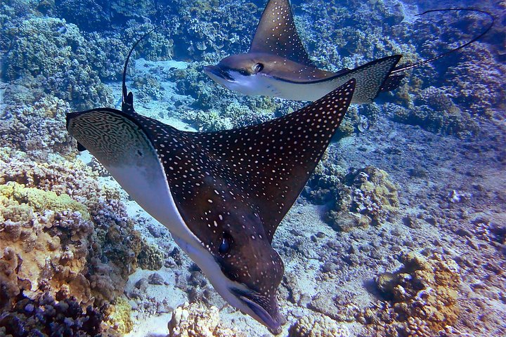 Maui Snorkling äventyr Från Ma'alaea hamnen till Molokini