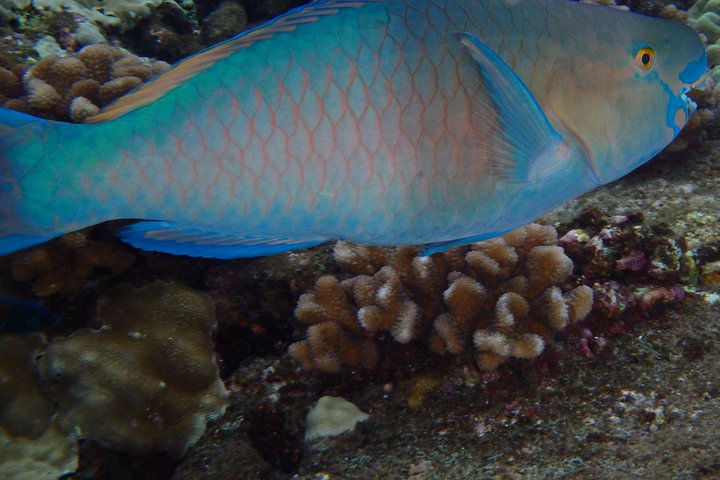 Maui Snorkling äventyr Från Ma'alaea hamnen till Molokini