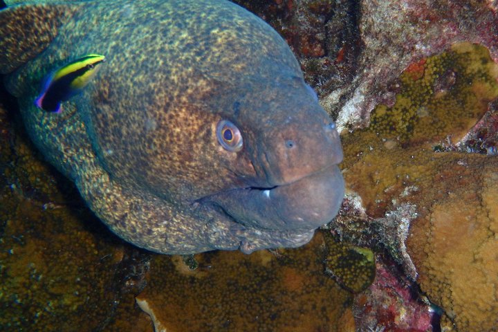 Maui Snorkling äventyr Från Ma'alaea hamnen till Molokini
