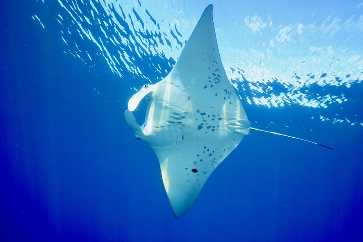 Maui Snorkling äventyr Från Ma'alaea hamnen till Molokini