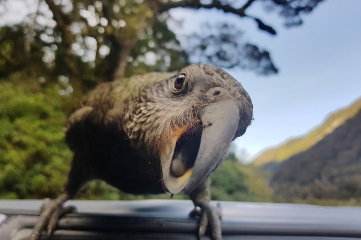 Tour di Milford Sound di un'intera giornata con crociera e passeggiate da Te Anau