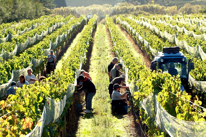 Excursão de meio dia pela vinícola Martinborough saindo de Wellington