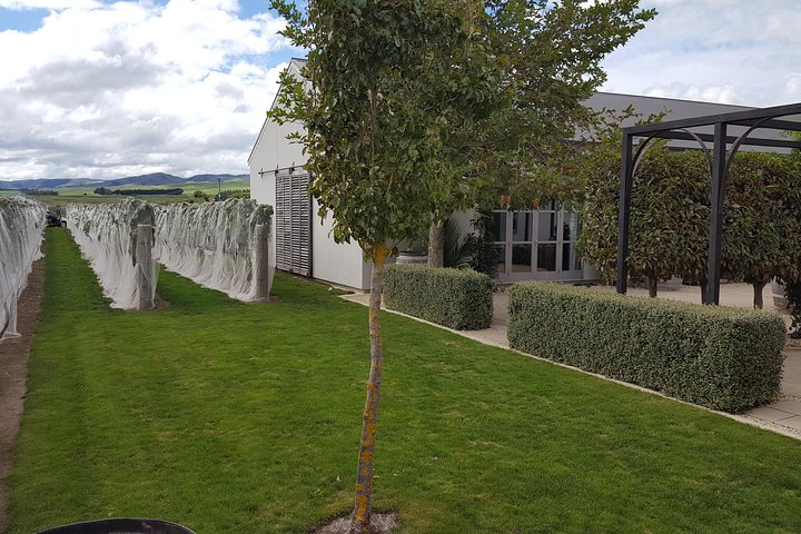 Excursão de meio dia pela vinícola Martinborough saindo de Wellington