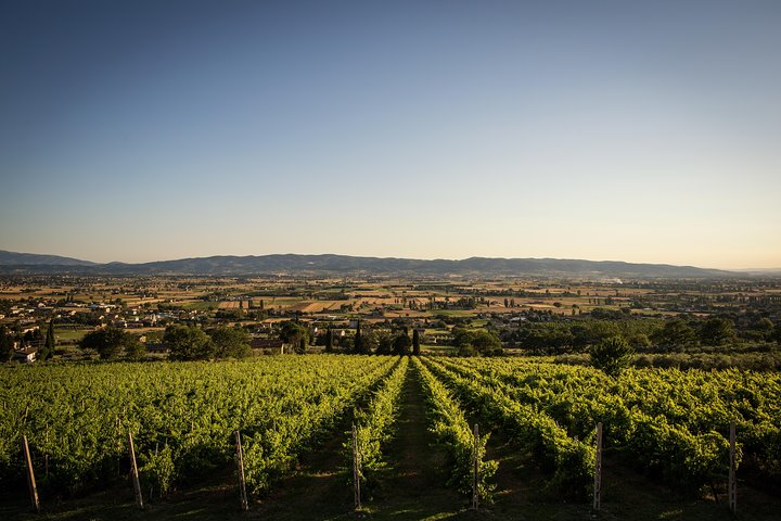 Balsamico-Essig, Olivenöl und Bio-Weingut Tour in Assisi mit Verkostung