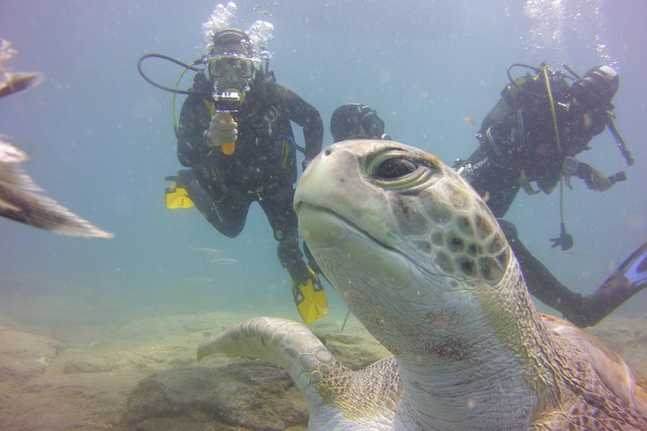 Scuba Diving Beginners Session i Costa Adeje
