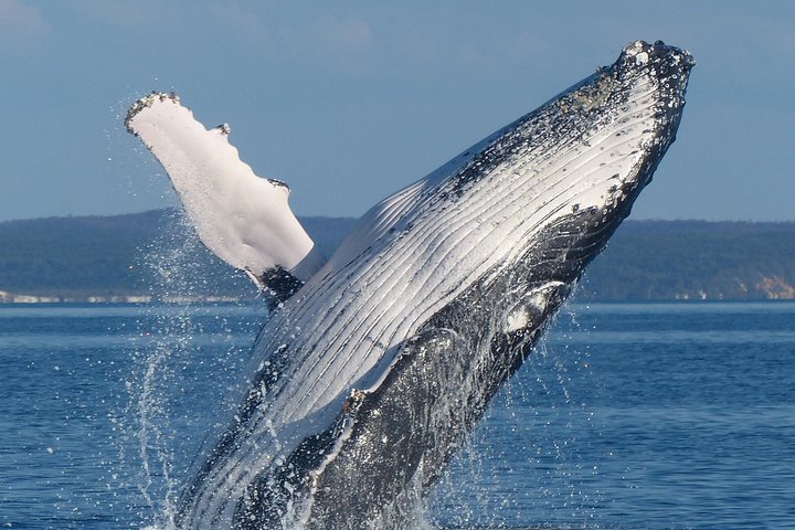 Crociera Spirit of Hervey Bay con avvistamento di balene