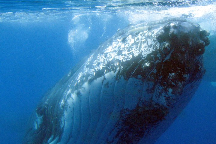 Crociera Spirit of Hervey Bay con avvistamento di balene