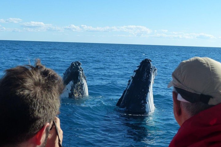 Crociera Spirit of Hervey Bay con avvistamento di balene