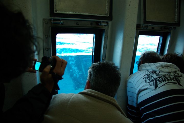 Crociera Spirit of Hervey Bay con avvistamento di balene