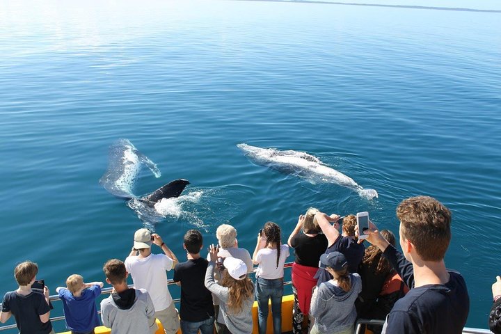Crociera Spirit of Hervey Bay con avvistamento di balene