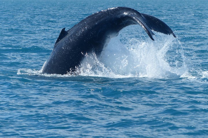 Crociera Spirit of Hervey Bay con avvistamento di balene