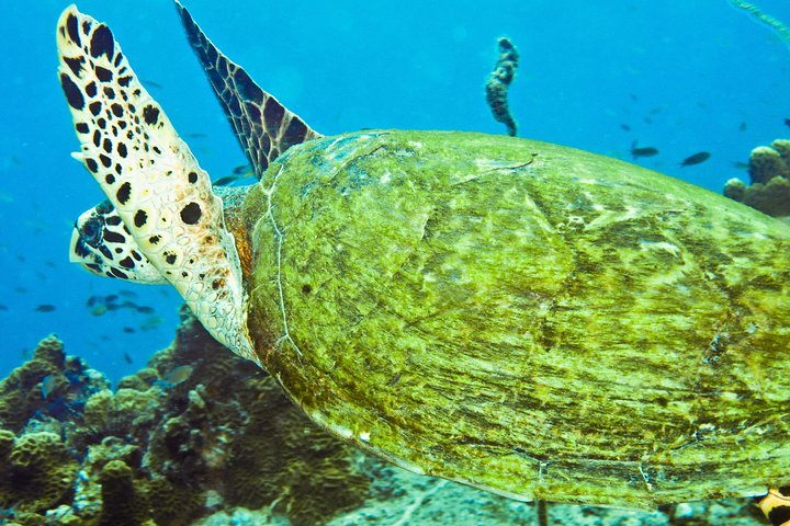 Snorkeltur Koh Tao & Koh Nang Yuan fra Samui med speedbåd