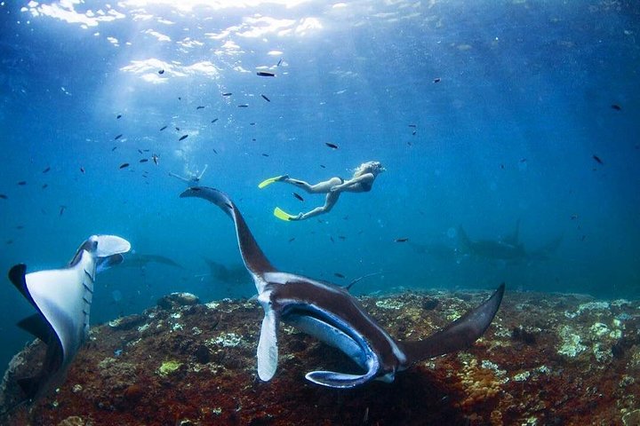 Nusa Penida snorkelavontuur (privé en all-inclusive)