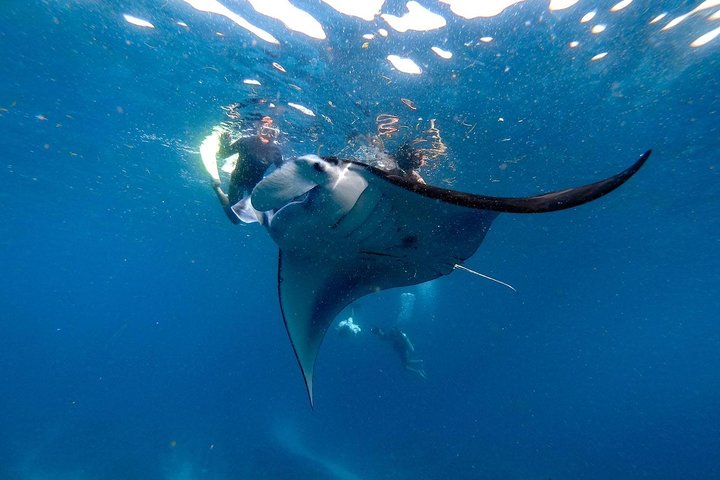 Nusa Penida snorkelavontuur (privé en all-inclusive)