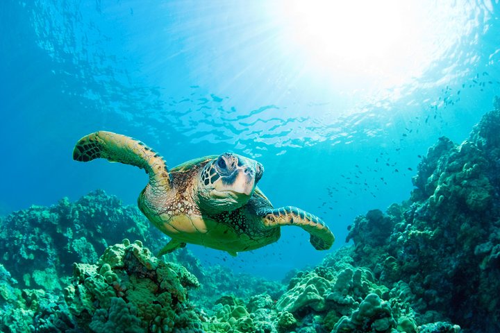 Hunstanton SEA LIFE Sanctuary General Admission Ticket