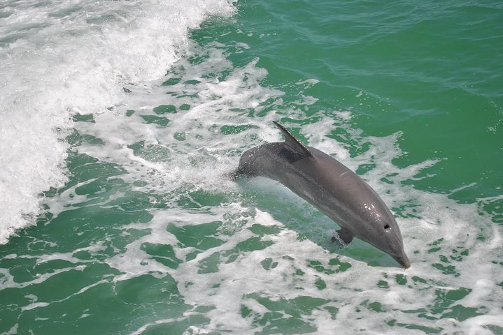 Gegarandeerde dolfijnenexcursie tijdens Tropics Boat Tours
