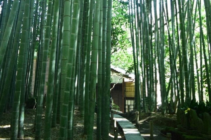 Kamakura Bamboo Forest och Great Buddha Private Tour