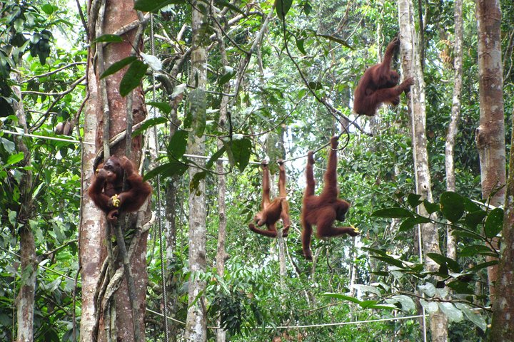 En glimt av Orang Utan i Semenggoh Wildlife Centre