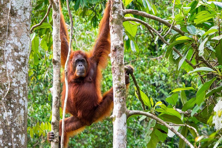 En glimt av Orang Utan i Semenggoh Wildlife Centre