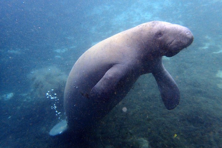 Il tour di snorkeling con lamantino 'OG' con Guida / fotografo in acqua
