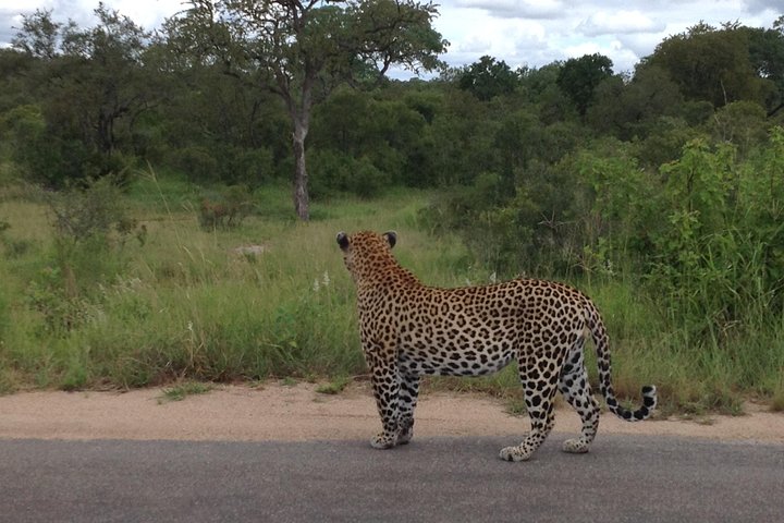 Kruger Park Safari: guidad dagstur från Nelspruit