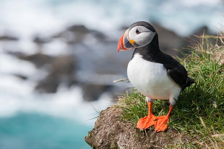 1-timmars liten grupp sightseeingtur i Vestmannaeyjar