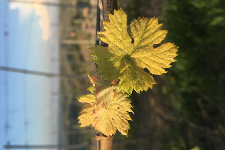 Abellonio Cascina Piccaluga - visita a los viñedos, a la bodega de cata
