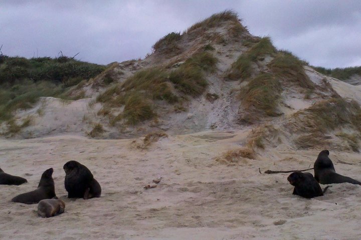 Dunedin Shore Excursion: Små Gruppetur på Dunedin og Otago-halvøya