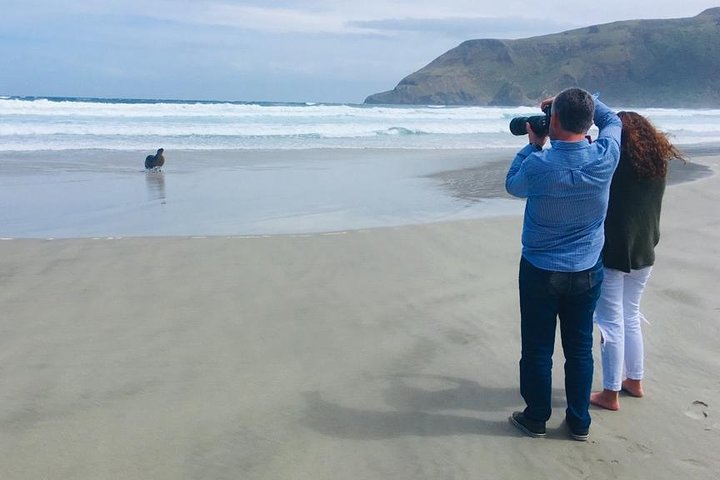 Dunedin Shore Excursion: Små Gruppetur på Dunedin og Otago-halvøya