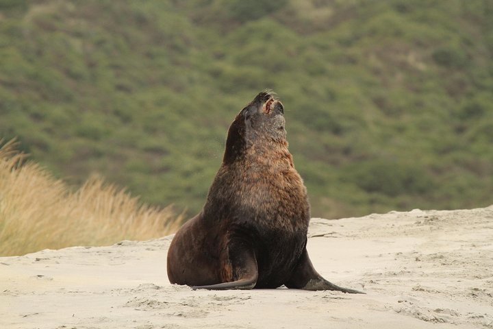 Dunedin Shore Excursion: Små Gruppetur på Dunedin og Otago-halvøya
