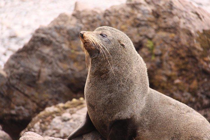 Dunedin Shore Excursion: Små Gruppetur på Dunedin og Otago-halvøya