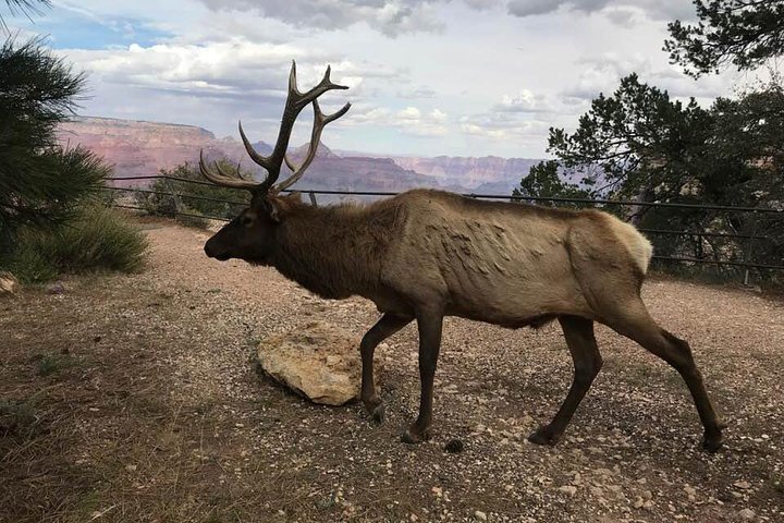 Grand Canyon Signatur Hummer Tour med valgfri Sunset Views