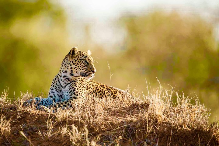 All Inclusive 2 dagars Kruger Safari från Johannesburg
