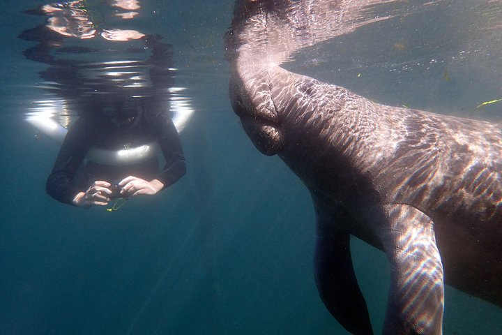 Il tour di snorkeling con lamantino 'OG' con Guida / fotografo in acqua