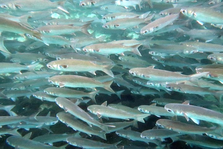 Il tour di snorkeling con lamantino 'OG' con Guida / fotografo in acqua