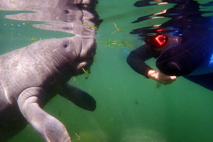 Il tour di snorkeling con lamantino 'OG' con Guida / fotografo in acqua