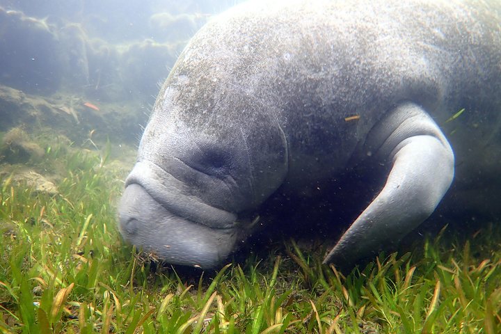 Il tour di snorkeling con lamantino 'OG' con Guida / fotografo in acqua