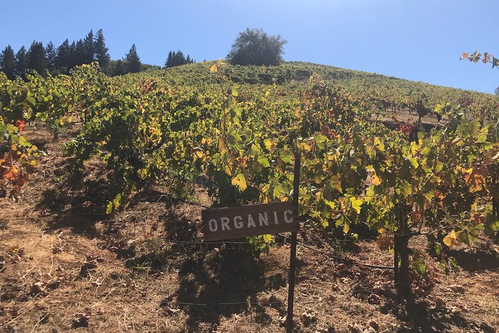 Excursión a la región vinícola para grupos pequeños desde San Francisco con degustaciones