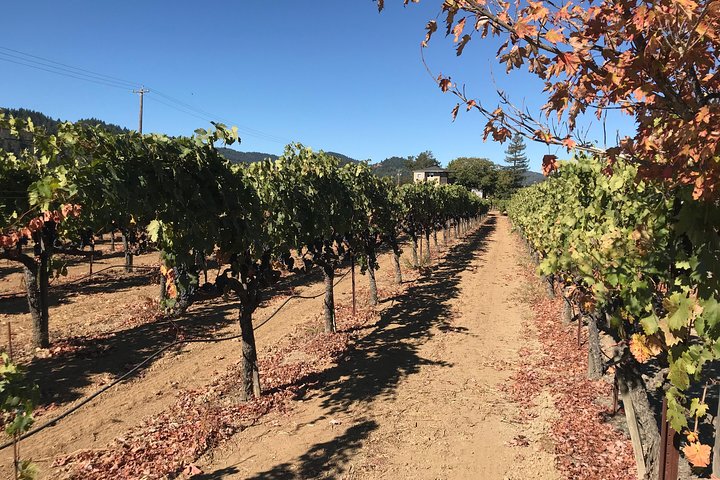 Excursión a la región vinícola para grupos pequeños desde San Francisco con degustaciones