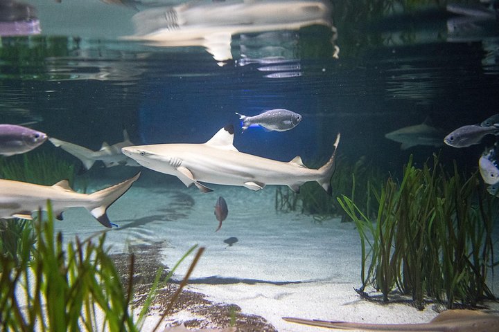 Hoteller i nærheden af SEA LIFE Oberhausen