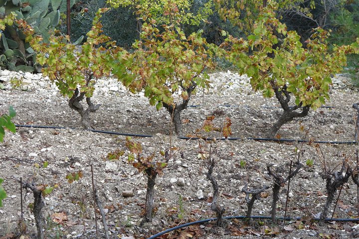 Troodos Mountains Vino Venture: All Inclusive Ganztägige Weintour