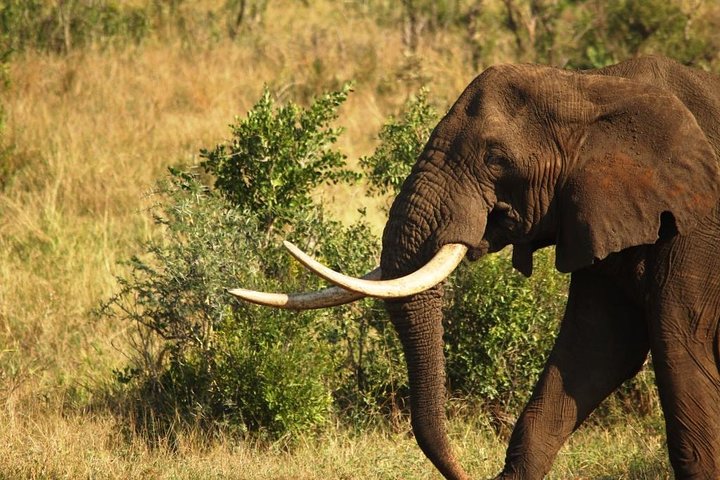 Kruger National Park - Full Day Safari