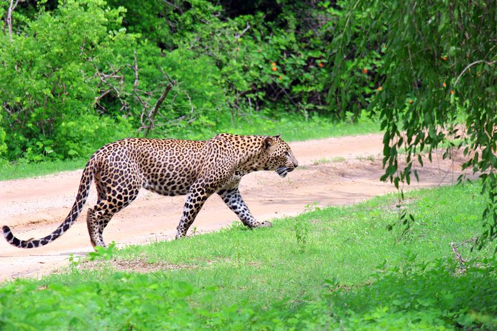 Safari de día completo (Lo mejor para leopardos y elefantes y más..)