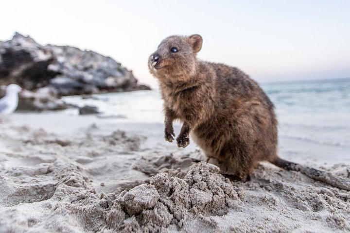 Fremantle nach Rottnest, Hin- und Rückfahrt mit der Fähre