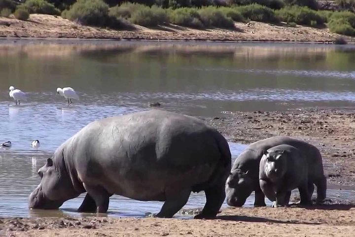 Big Five Safari and Breede River Valley Guided Day Trip