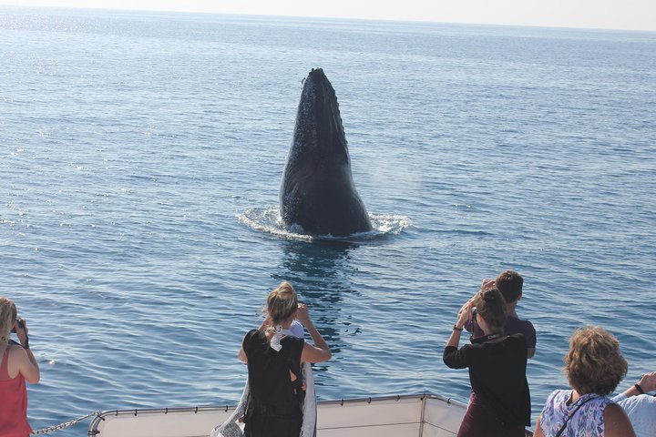 Hoteller i nærheden af Freedom Whale Watch Cruise - Hervey Bay